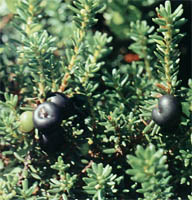 Empetrum nigrum