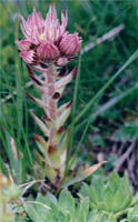 Sempervivum montanum