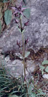 Swertia perennis ssp. alpestris (niebielistka trwała alpejska)