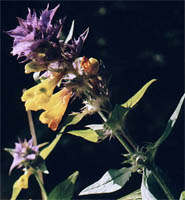 Melampyrum nemorosum