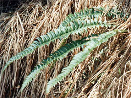 Polystichum lonchitis