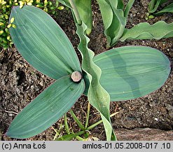 Allium karataviense (czosnek karatawski)