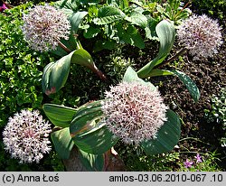 Allium karataviense (czosnek karatawski)