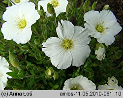 Arenaria montana (piaskowiec górski)