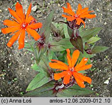 Lychnis ×arkwrightii (firletka Arkwrighta)