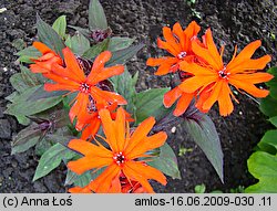 Lychnis ×arkwrightii (firletka Arkwrighta)