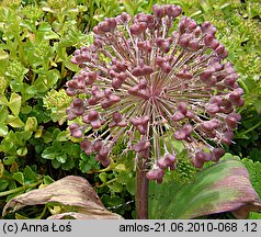 Allium karataviense (czosnek karatawski)