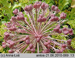 Allium karataviense (czosnek karatawski)