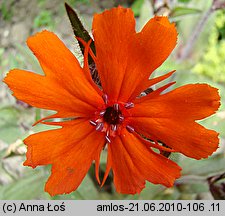 Lychnis ×arkwrightii (firletka Arkwrighta)