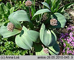 Allium karataviense (czosnek karatawski)