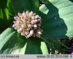 Allium karataviense (czosnek karatawski)