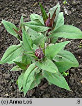 Lychnis ×arkwrightii (firletka Arkwrighta)