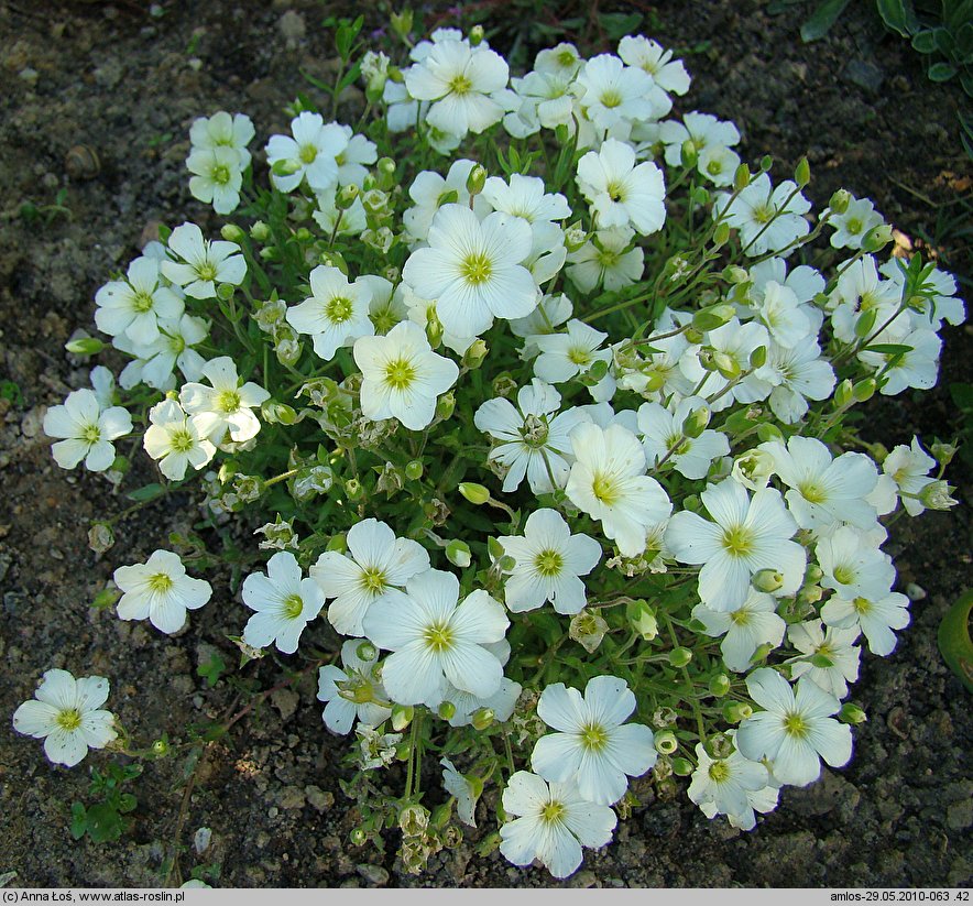 Arenaria montana (piaskowiec górski)