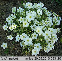 Arenaria montana (piaskowiec górski)