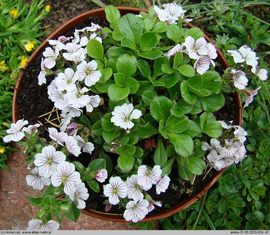 Gypsophila cerastioides (łyszczec rogownicowaty)