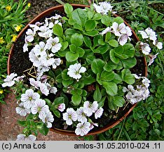 Gypsophila cerastioides (łyszczec rogownicowaty)