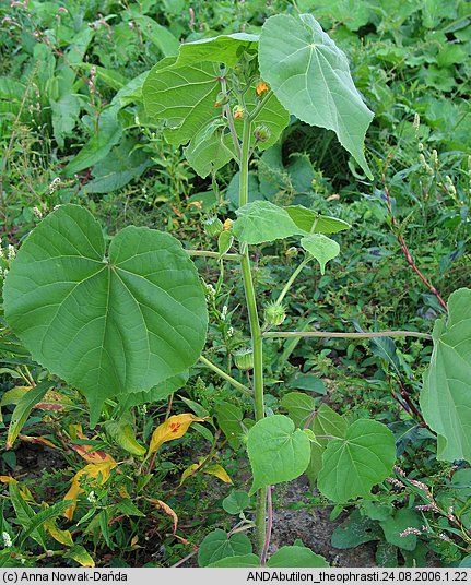 Abutilon theophrasti (zaślaz pospolity)