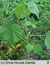 Abutilon theophrasti (zaślaz pospolity)