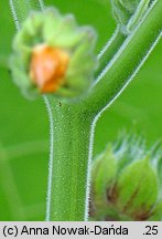 Abutilon theophrasti (zaślaz pospolity)