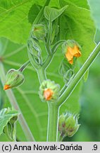 Abutilon theophrasti (zaślaz pospolity)