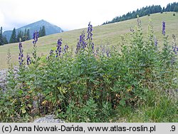 Aconitum firmum (tojad mocny)