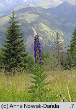 Aconitum firmum (tojad mocny)