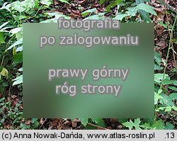 Actaea spicata (czerniec gronkowy)