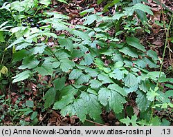 Actaea spicata (czerniec gronkowy)