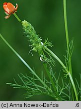 Adonis aestivalis (miłek letni)