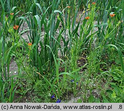 Adonis aestivalis (miłek letni)