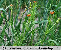 Adonis aestivalis (miłek letni)