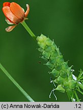 Adonis aestivalis (miłek letni)