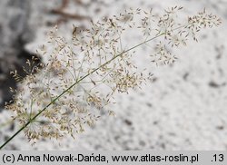 Agrostis capillaris (mietlica pospolita)