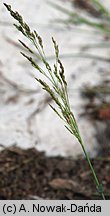 Agrostis capillaris (mietlica pospolita)