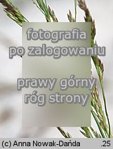 Agrostis capillaris (mietlica pospolita)
