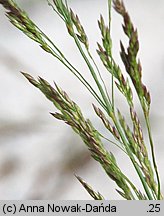 Agrostis capillaris (mietlica pospolita)