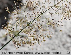 Agrostis capillaris (mietlica pospolita)