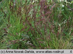 Agrostis rupestris (mietlica skalna)