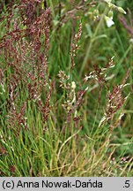 Agrostis rupestris (mietlica skalna)