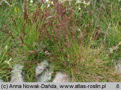 Agrostis rupestris (mietlica skalna)