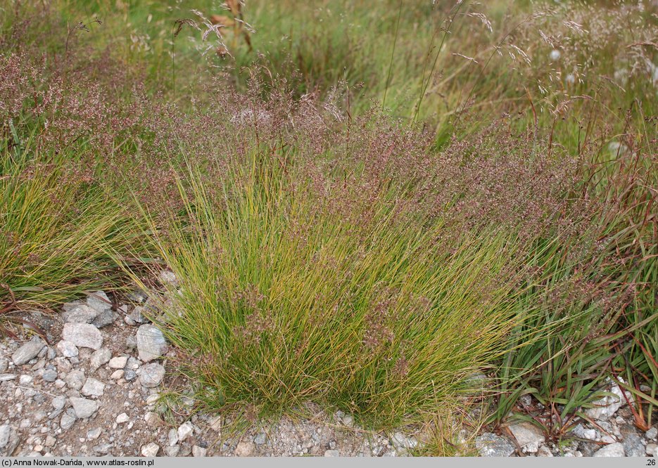 Agrostis rupestris (mietlica skalna)