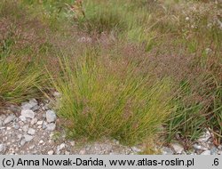 Agrostis rupestris (mietlica skalna)