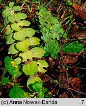 Ajuga pyramidalis