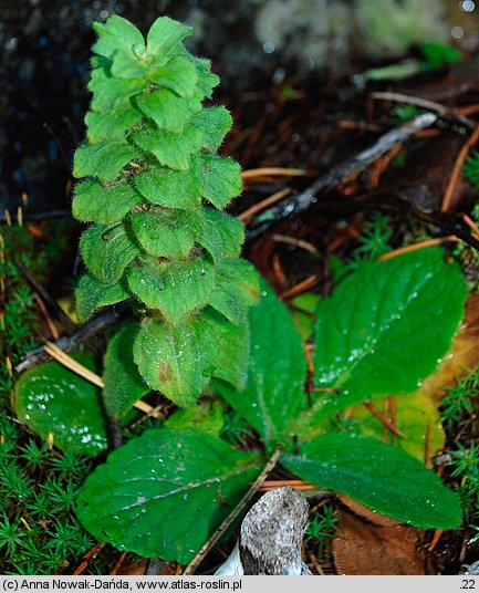 Ajuga pyramidalis