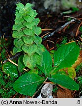 Ajuga pyramidalis