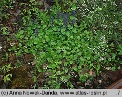 Ajuga reptans (dąbrówka rozłogowa)