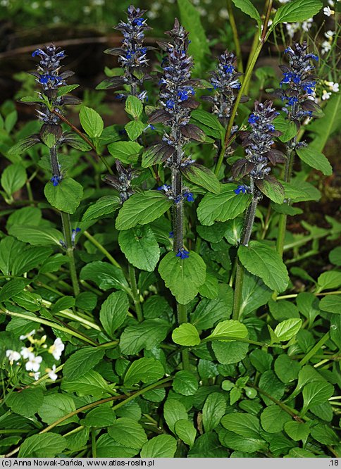 Ajuga reptans (dąbrówka rozłogowa)