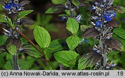 Ajuga reptans (dąbrówka rozłogowa)