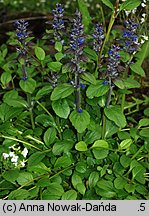 Ajuga reptans (dąbrówka rozłogowa)