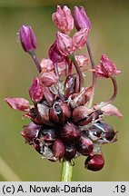 Allium scorodoprasum (czosnek wężowy)